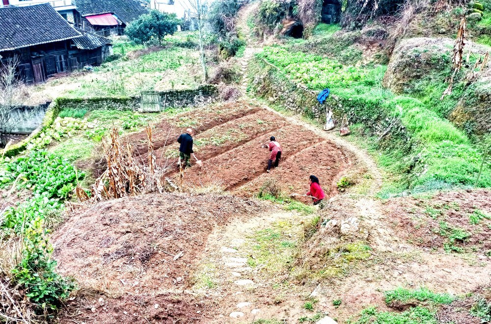 玉竹  村民 种植  热潮