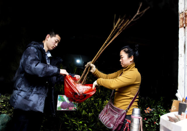 苗木    移栽      生态平衡