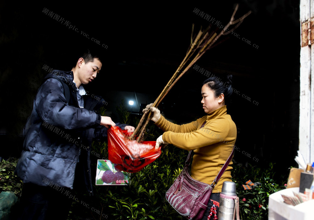 苗木    移栽      生态平衡