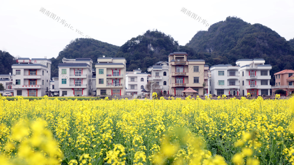 宁远 油菜花 绽放  画卷