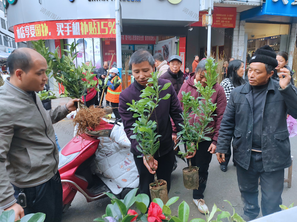 桂东春早 绿苗 振兴路 苗木市场 绿水青山就是金银山