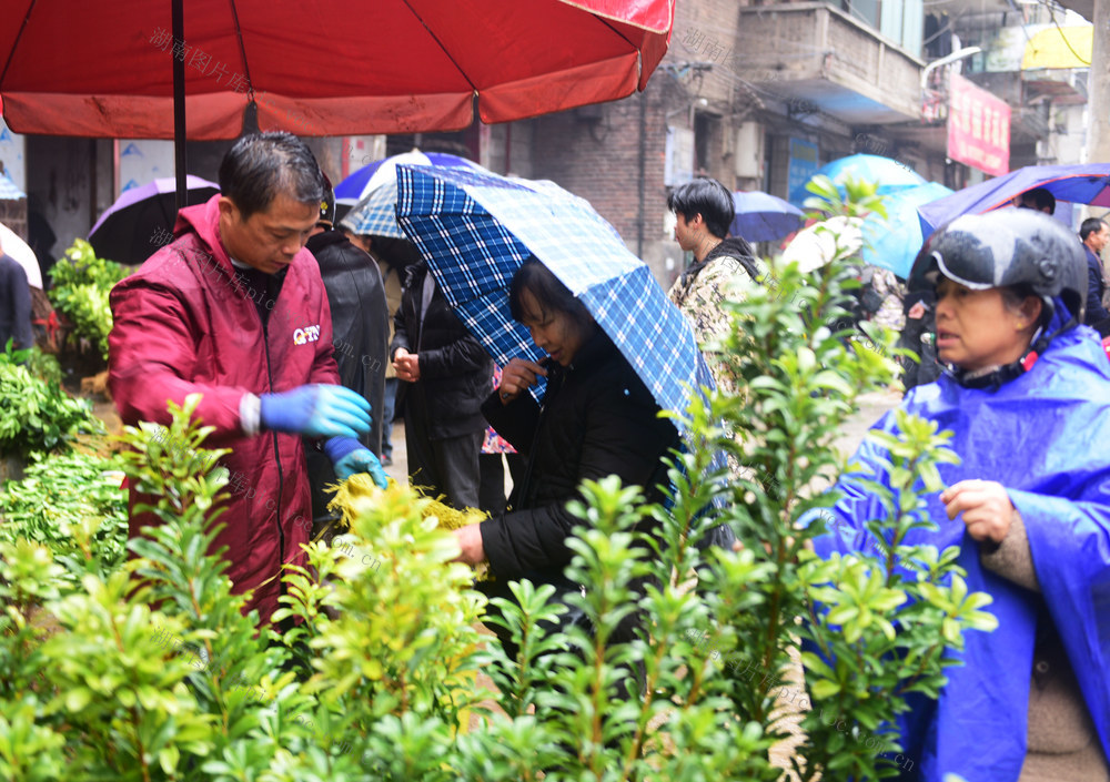 嘉禾：新春苗木俏销
