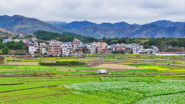 春花  盛开  灿烂  乡村  画卷