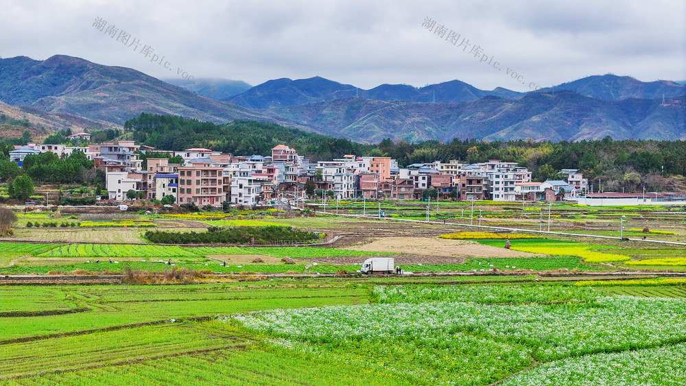 春花  盛开  灿烂  乡村  画卷