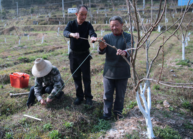 湖南桂东 人 春 果园 