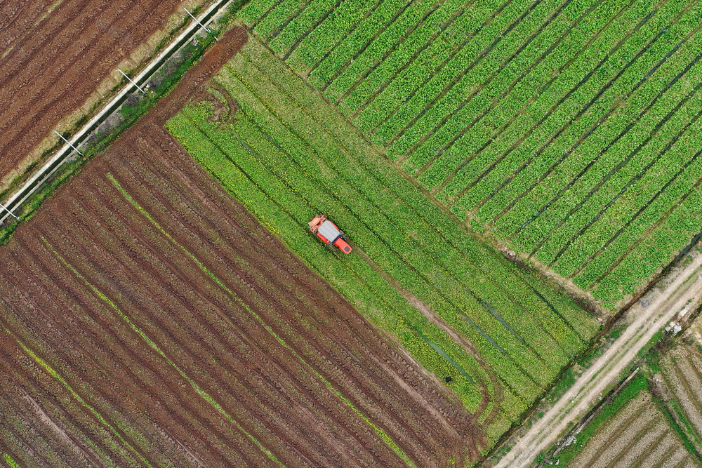 嘉禾：人勤春早农事忙