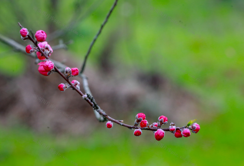 桃花  盛开   春意  美景