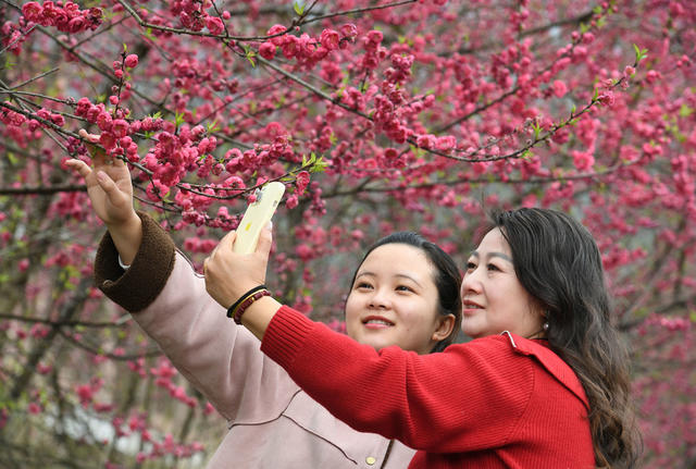 桃花 绽放 春色  城步 游客