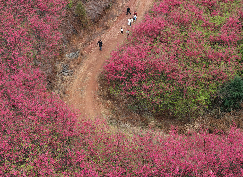 樱花 踏青 赏花