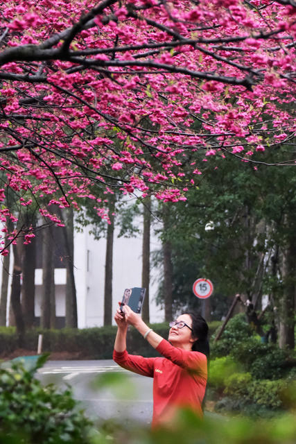 早樱绽放，植物园