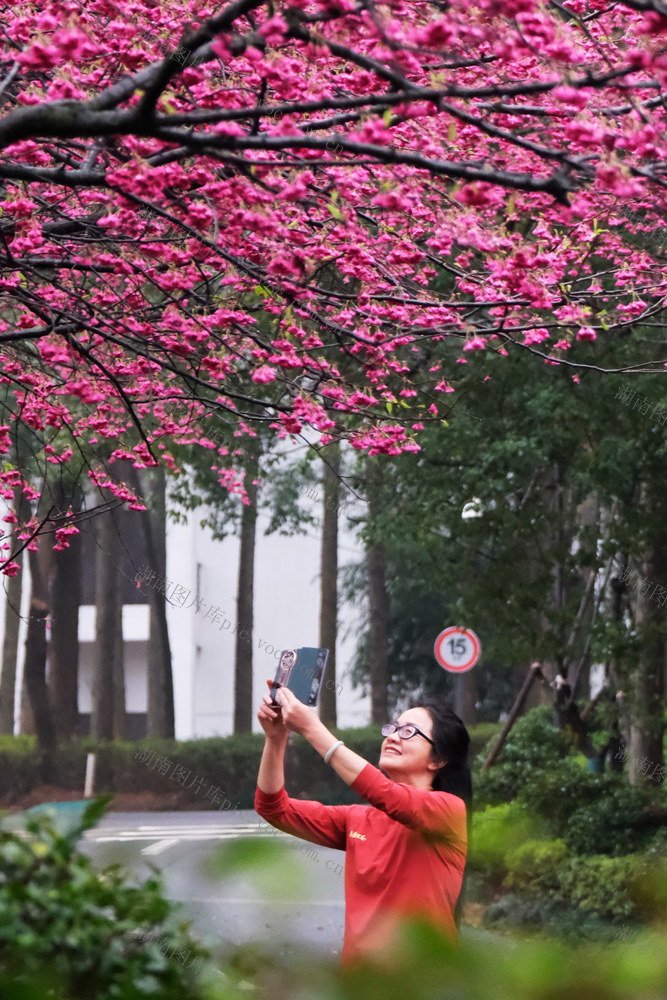早樱绽放，植物园