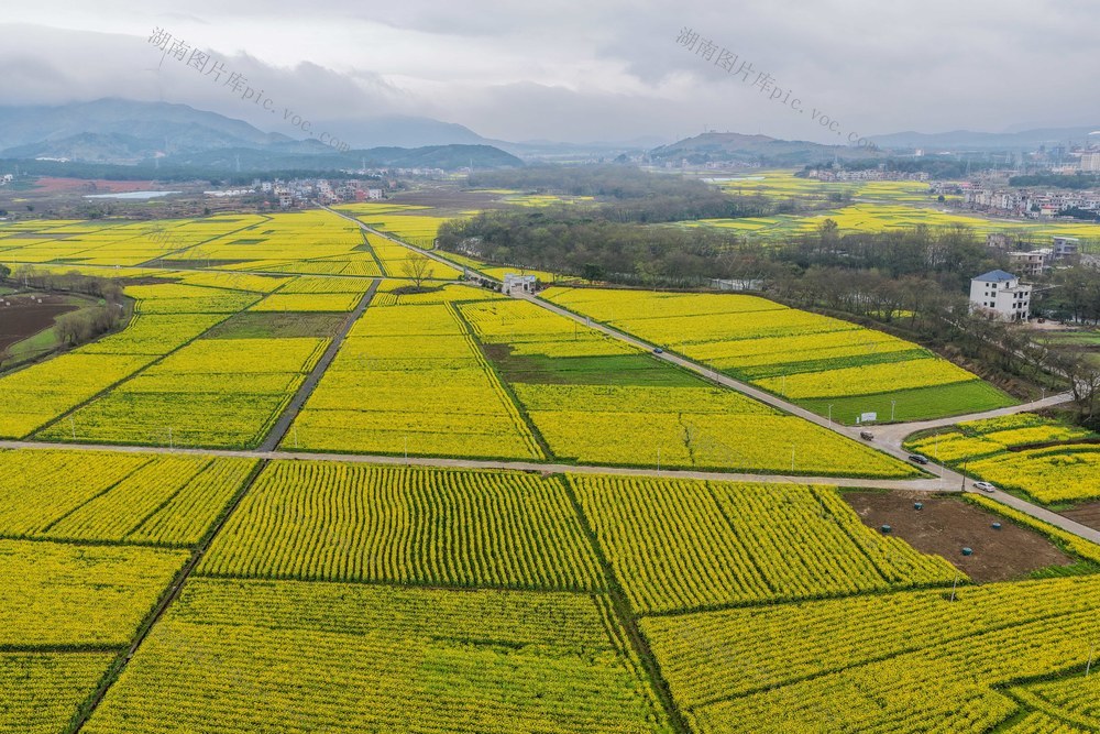 湖南道县：油菜花开春色美