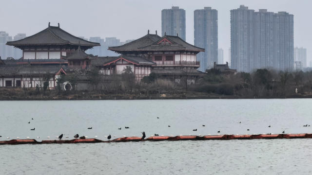松雅湖 ，水鸟