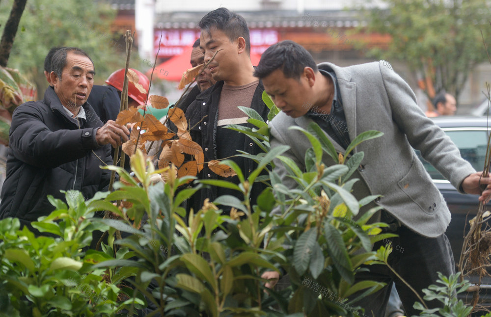 湖南道县：春来苗木俏