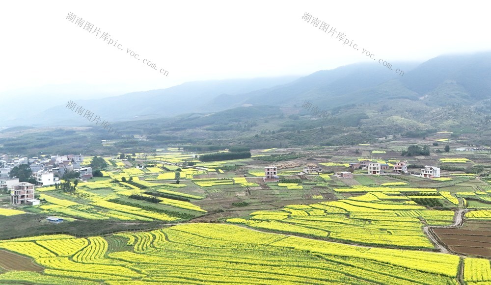  油菜花开春意浓