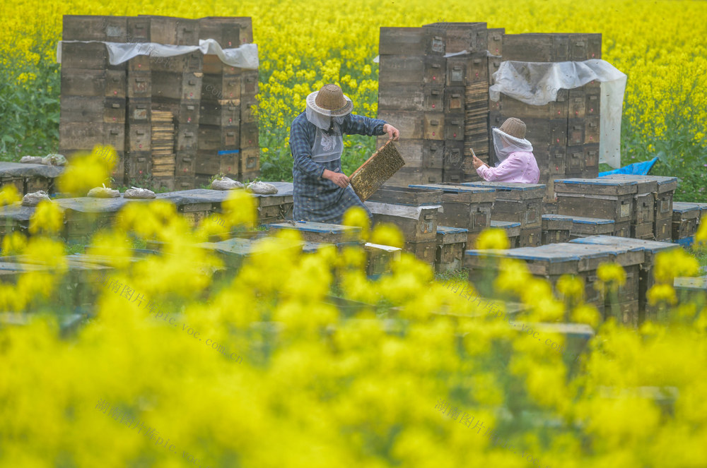 湖南道县：甜蜜事业又“蜂”收