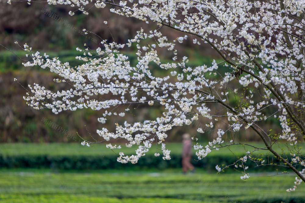 湖南，龙山，茶园，春天，游人，美丽