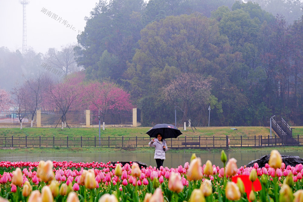 郁金香，长沙园林生态园