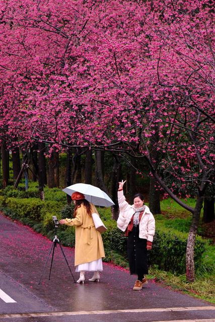 早樱绽放，湖南省植物园
