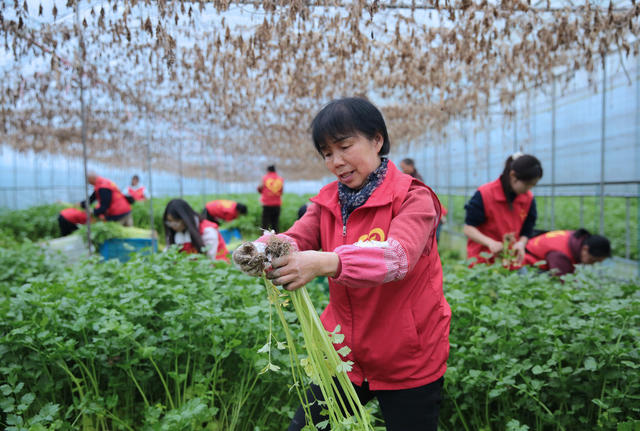 湖南桂东 春风送暖 助农耕 志愿服务 抢收 红马甲 蔬菜