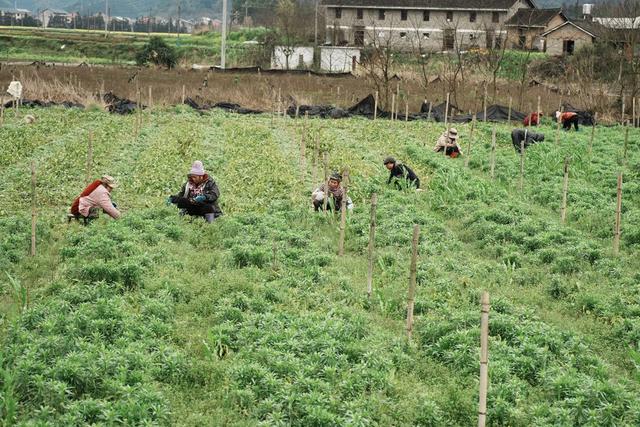 春耕、春管、农忙、农事、除草