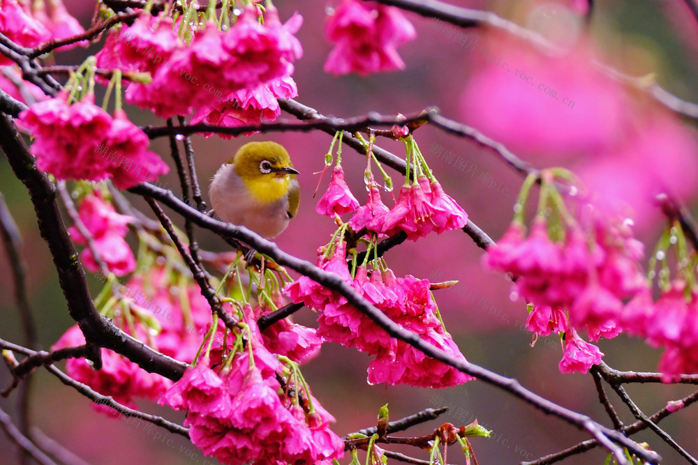 早樱绽放，湖南省植物园