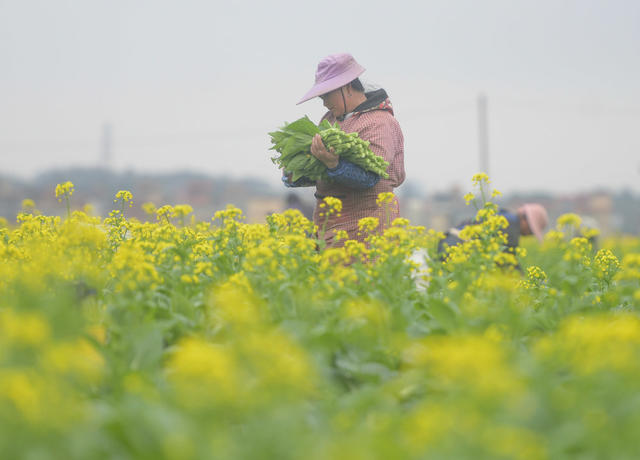 湖南道县：蔬菜采收忙