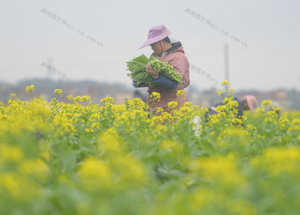 湖南道县：蔬菜采收忙