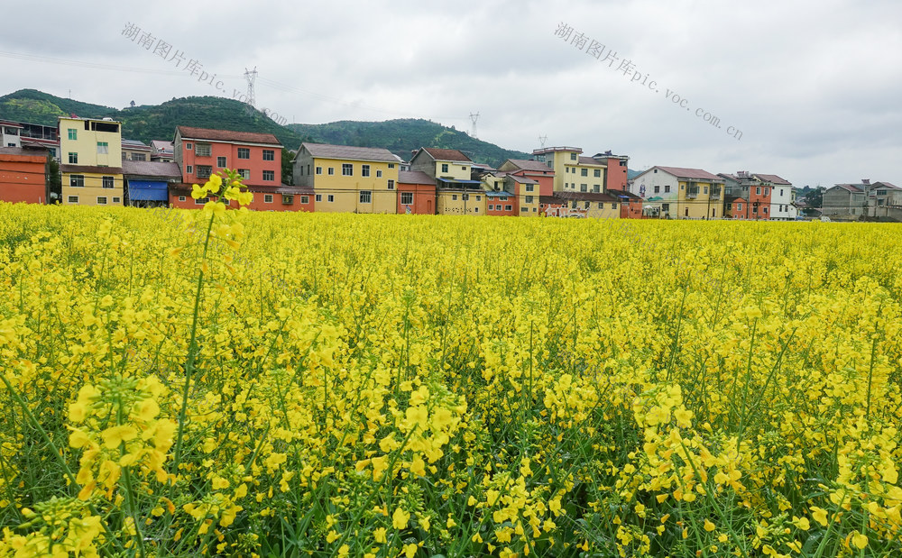 油菜花开乡村美