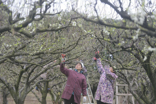 湖南道县：果树春管促增收