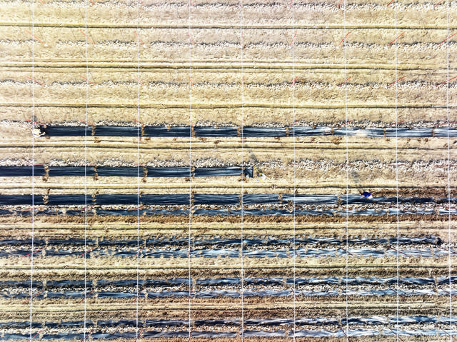 农业  特色种植  葡萄  品种改良  幼苗  覆膜保墒