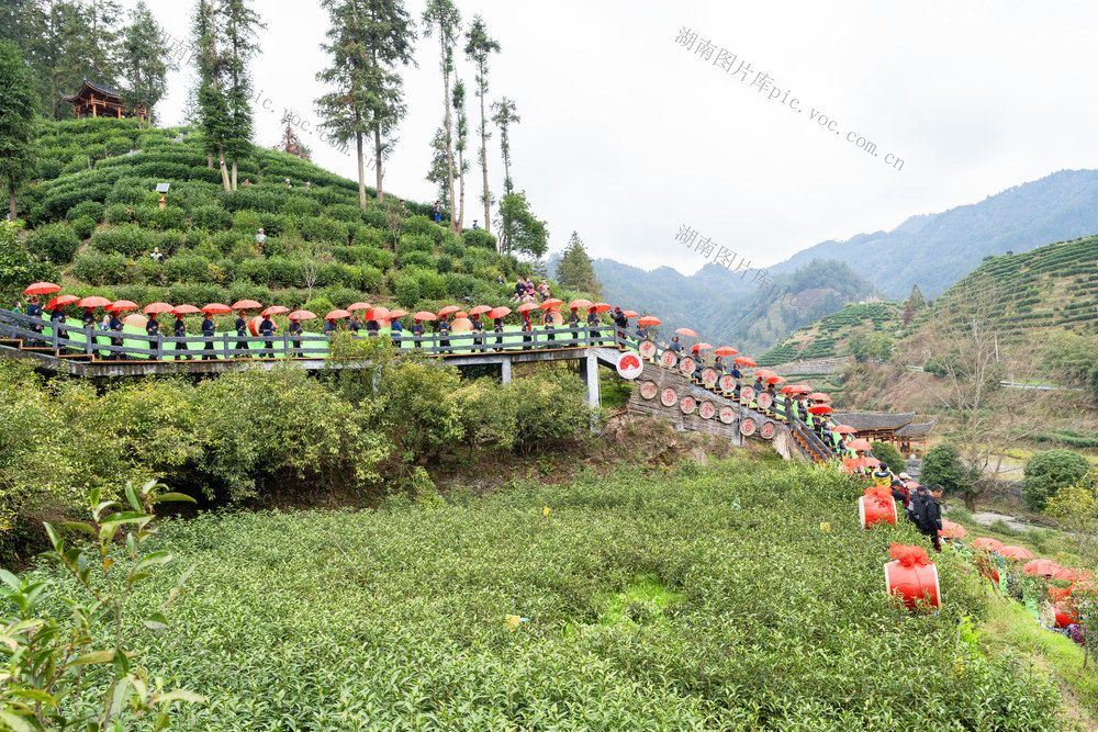 闹元宵   春茶第一采   节庆与茶旅农旅融合