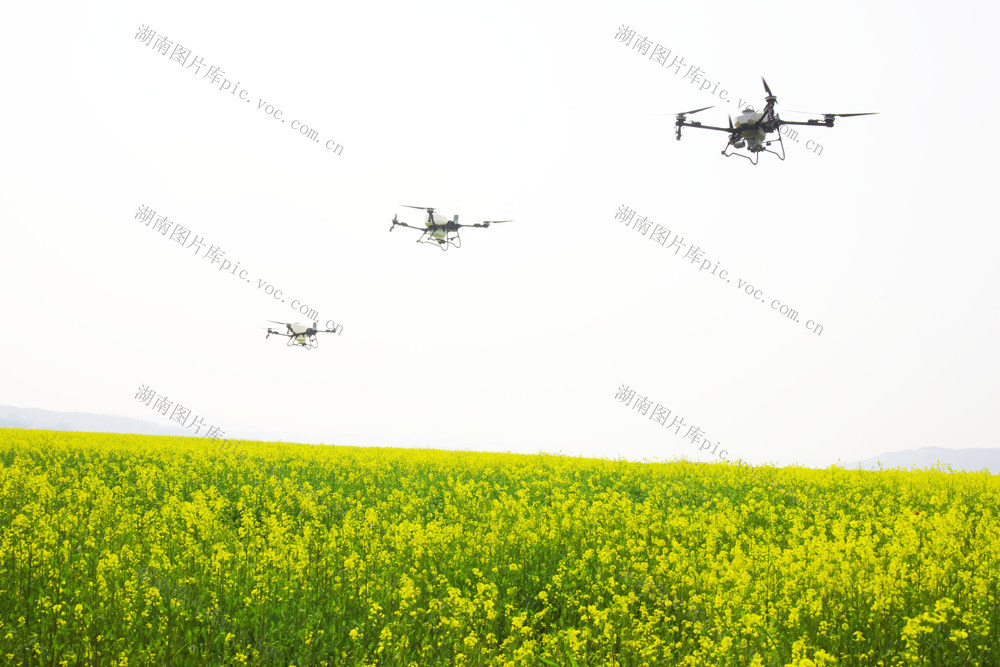 农业  油菜种植  春管  植保无人机  病虫防治  叶面肥