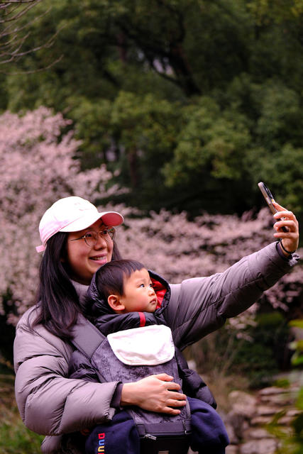望月公园，山樱盛开，