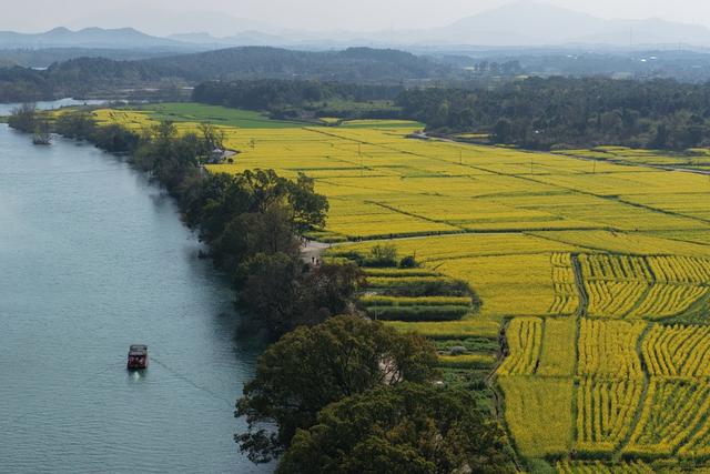 油菜花  春天  乡村旅游  农旅融合