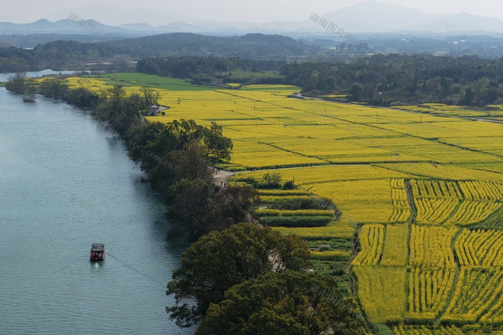 油菜花  春天  乡村旅游  农旅融合