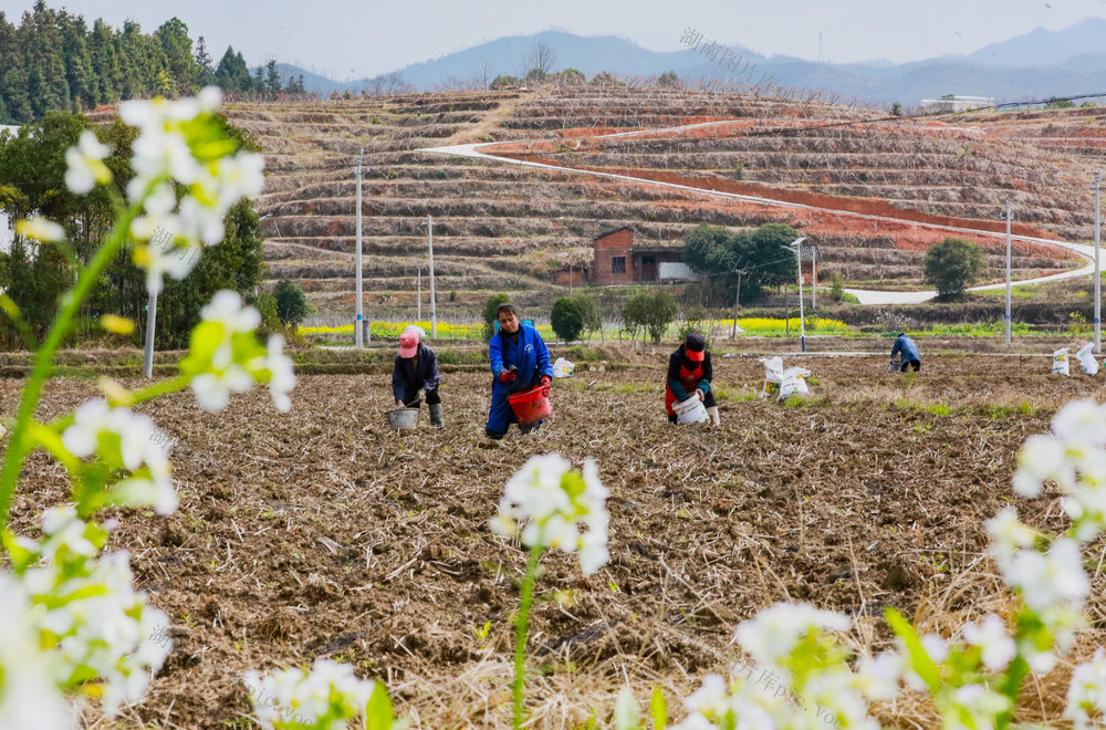惊蛰  农事  施肥  劳作