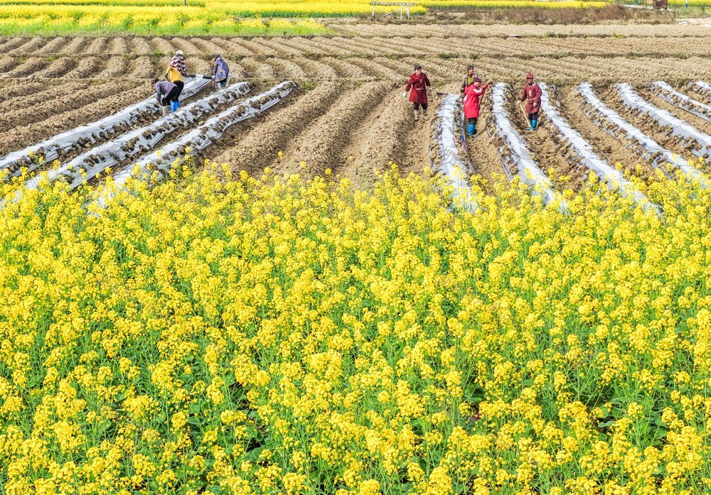 湖南道县：惊蛰时节 田园劳作