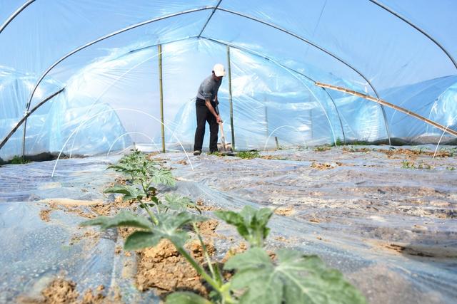   惊蛰时节农事忙