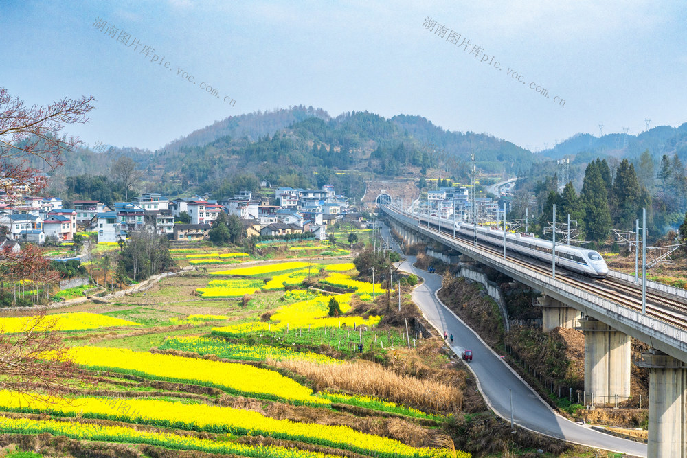 春天的村庄   田园油菜花香   高铁疾驰