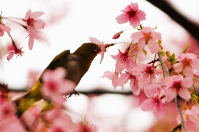 樱花、绣眼鸟、春日、灵动、自然、花鸟、治愈、枝头