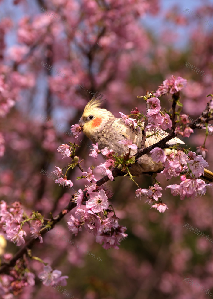 鹦鹉，樱花，