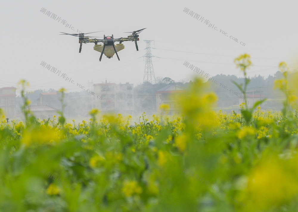湖南道县：“飞防”助春管 护蔬菜增收