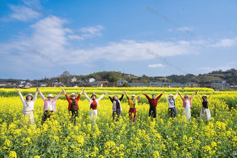 美丽乡村  乡村旅游  农旅   油菜花   春季   