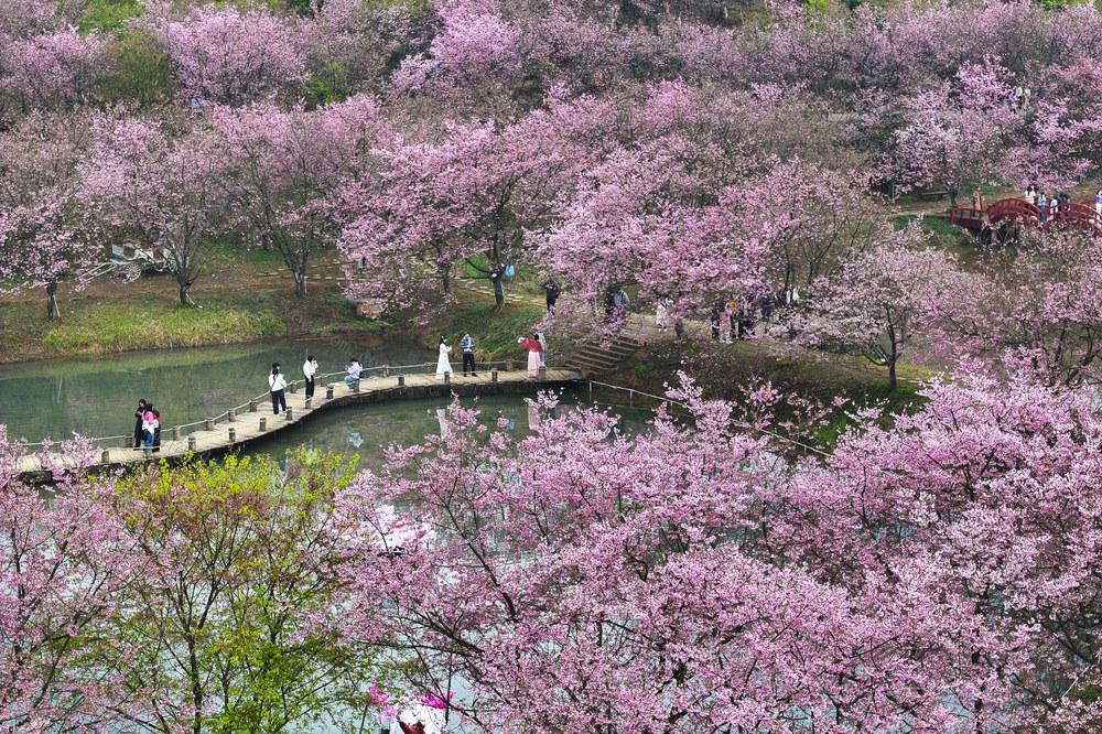 春色  春景  樱花  赏花  踏青