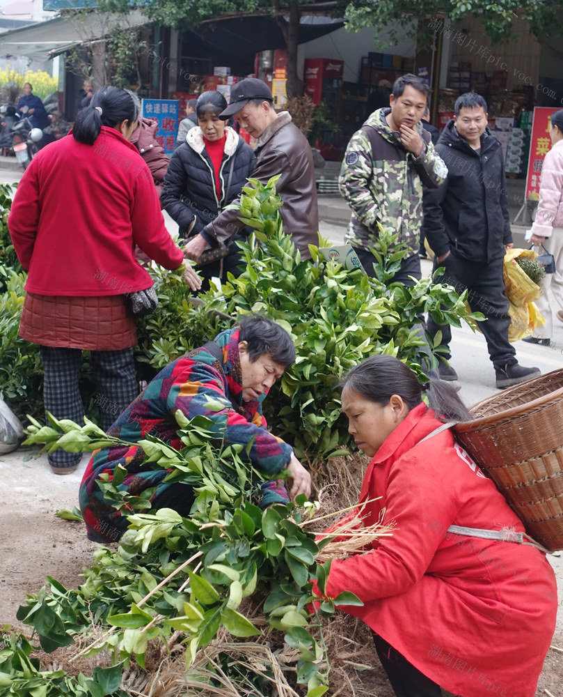 新春苗木俏