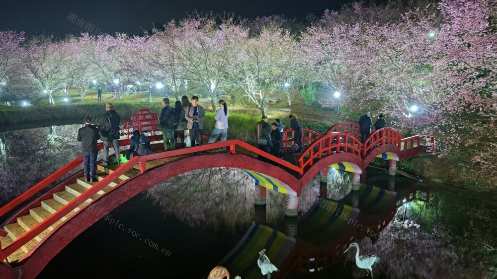 常宁  樱花园景区  夜景