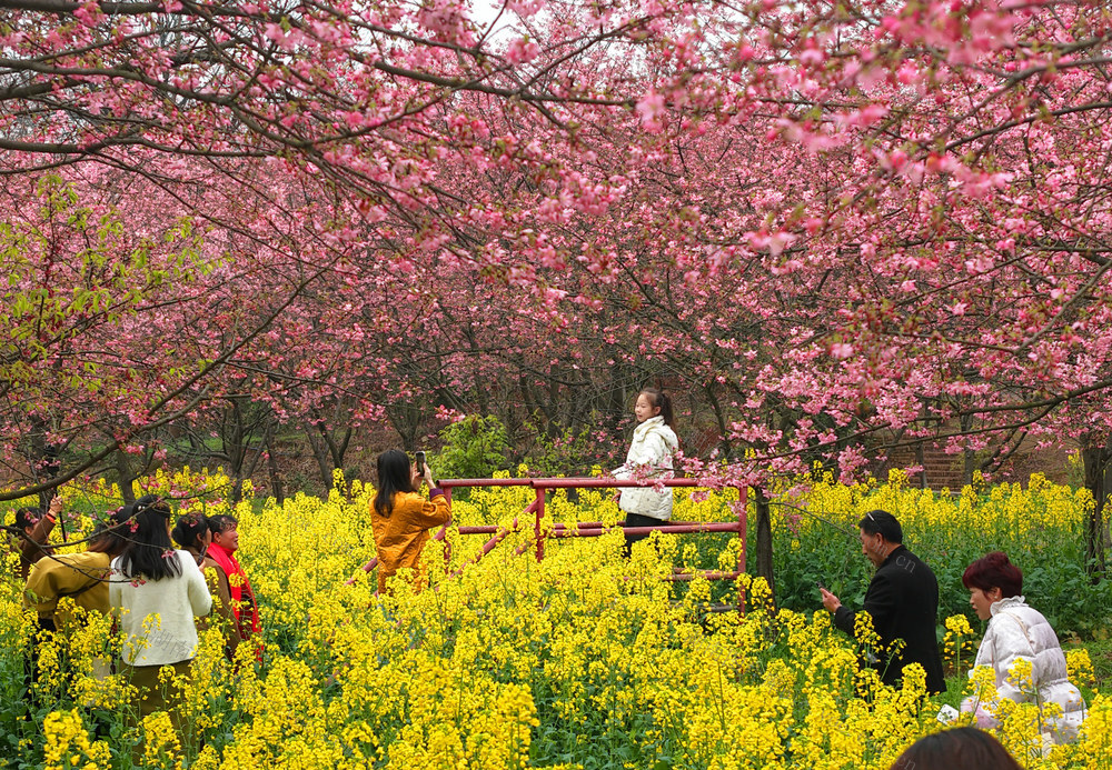 樱花 春光 踏青 