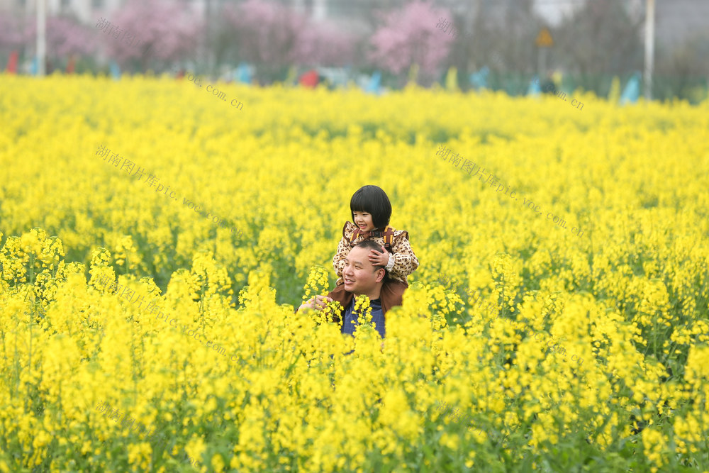 春天 油菜花 梅花 游客