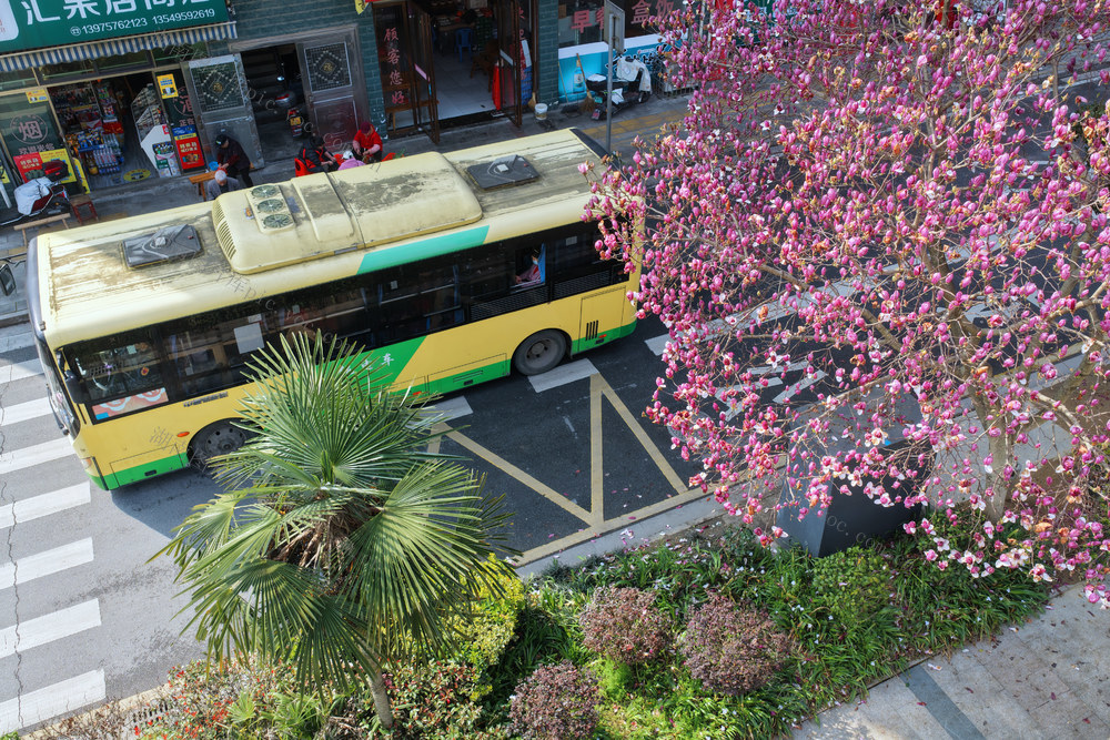 湖南桂东 玉兰花 春